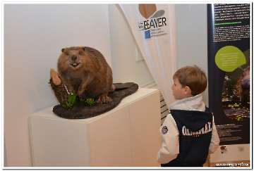 dabar-i-vlazna-stanista-5