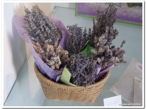 lavanda_5