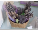 lavanda_5